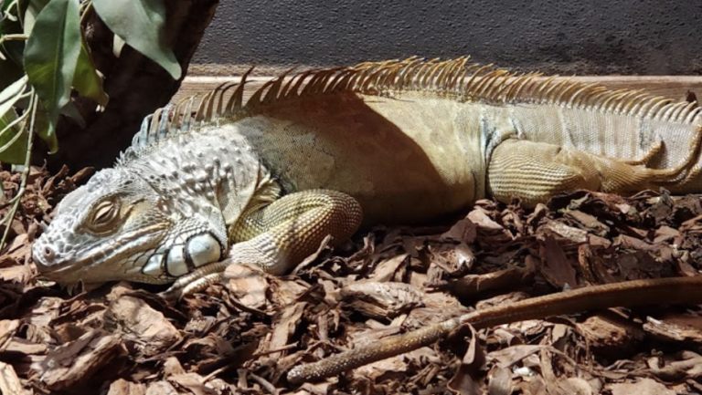 Screen Shot 2022 05 22 at 7.15.57 PM 768x433