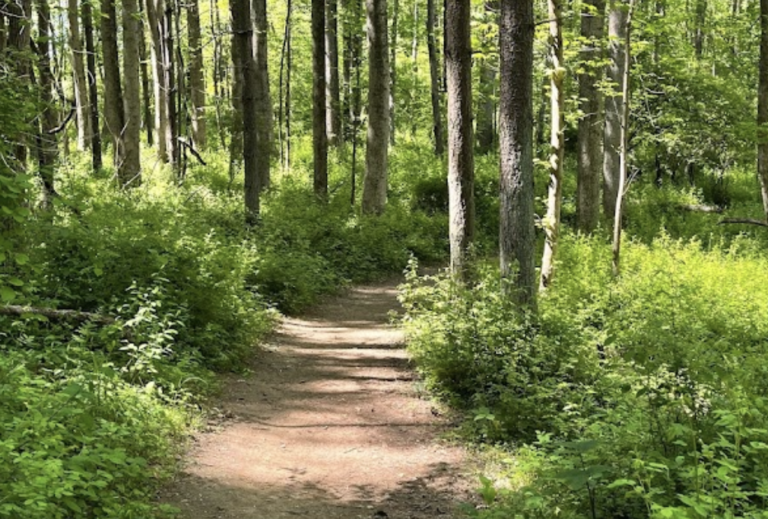 Screen Shot 2022 06 20 at 4.29.27 PM 768x519